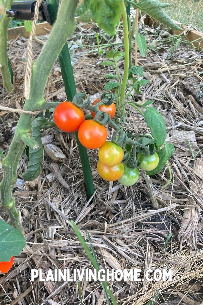 cherry tompoes ripening on the vine in my home garden.