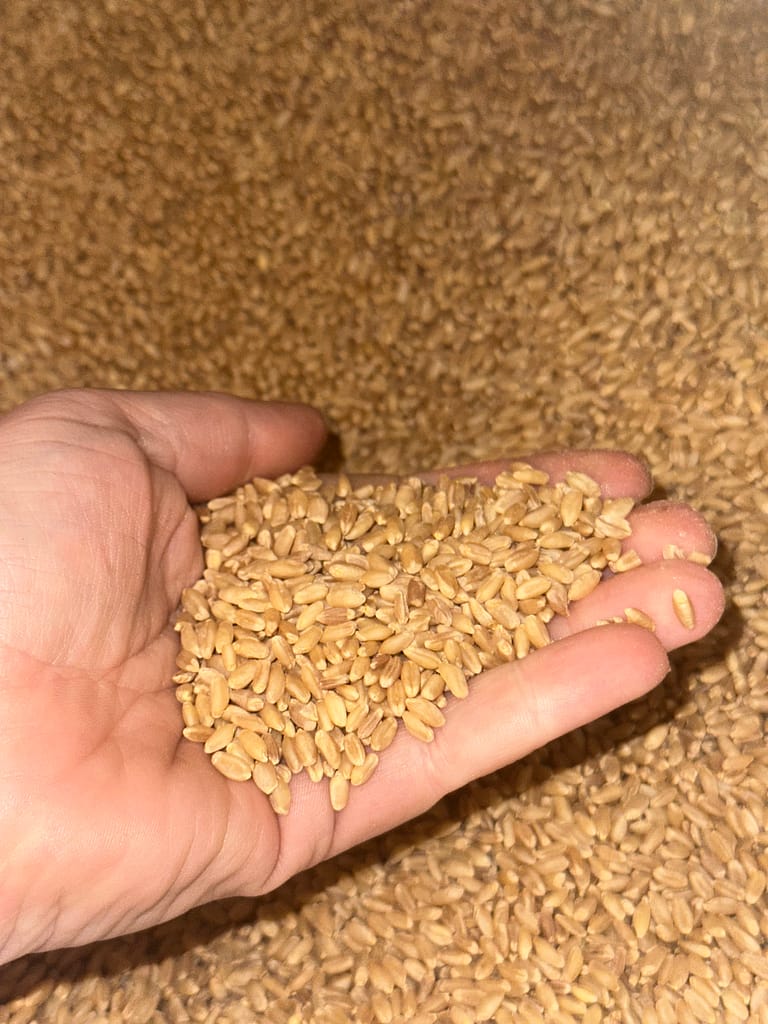 Soft white wheat in bulk for the pantry